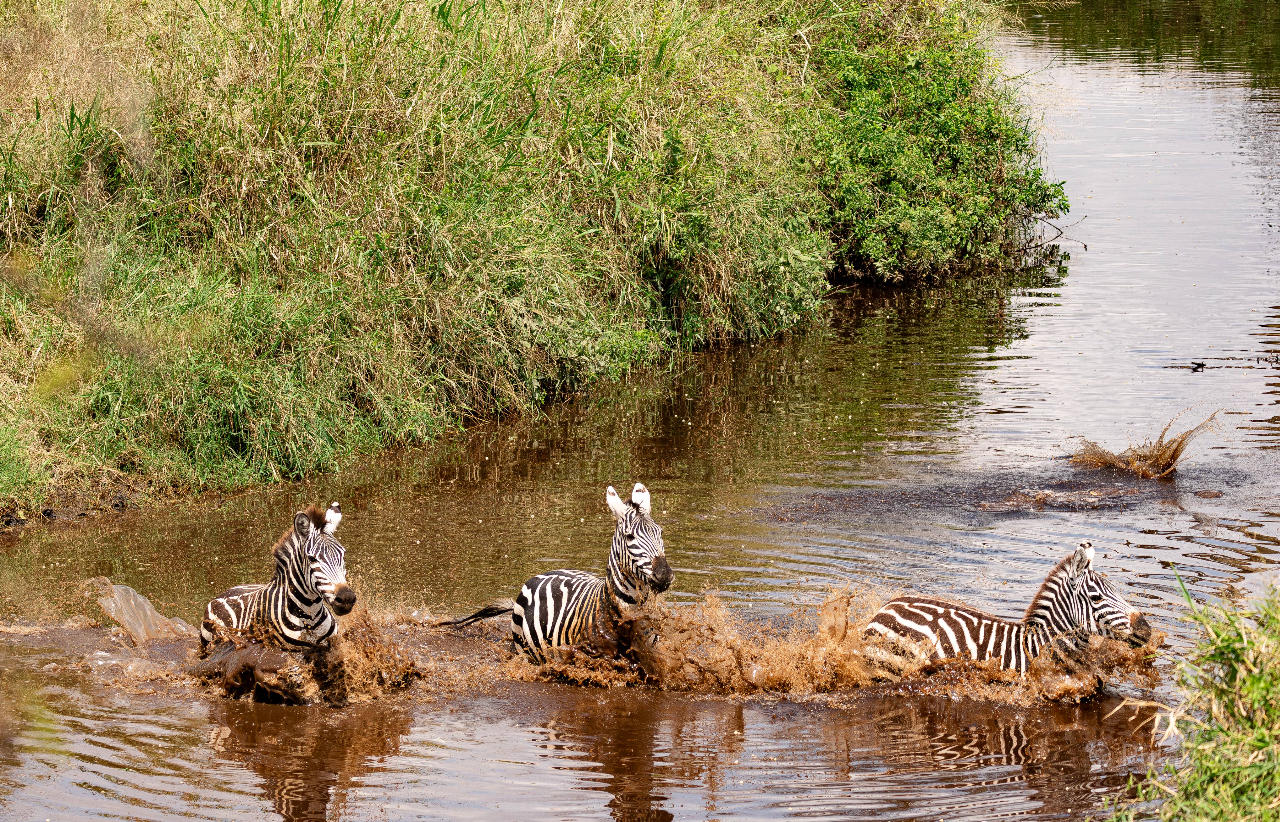 Zebra running through a stream